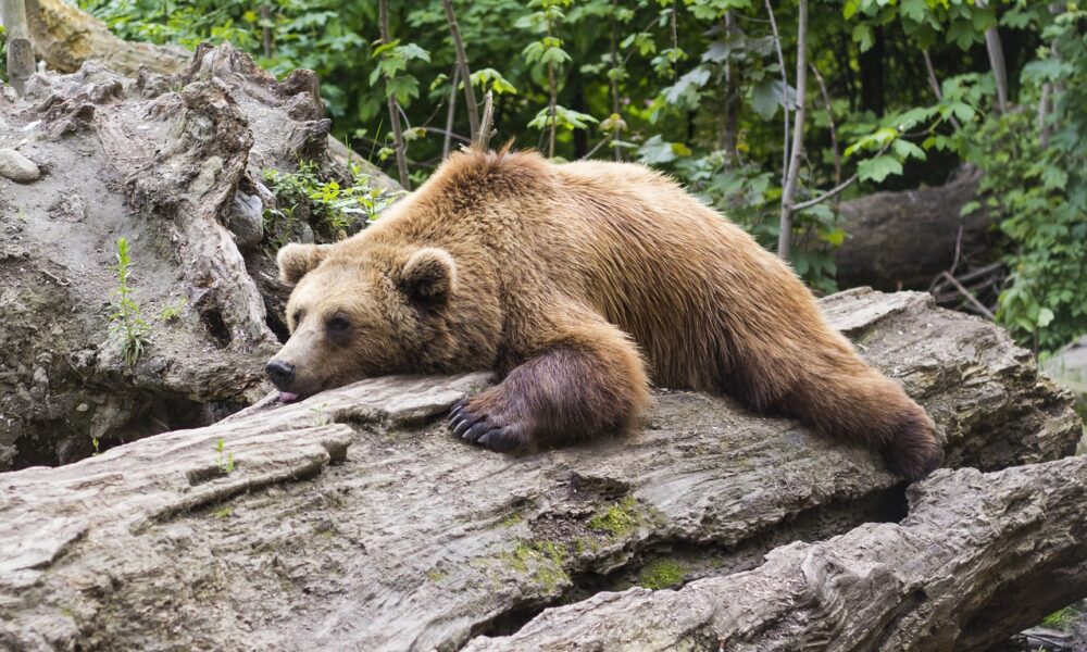 Bear 1383980 1280 1000x600.jpg