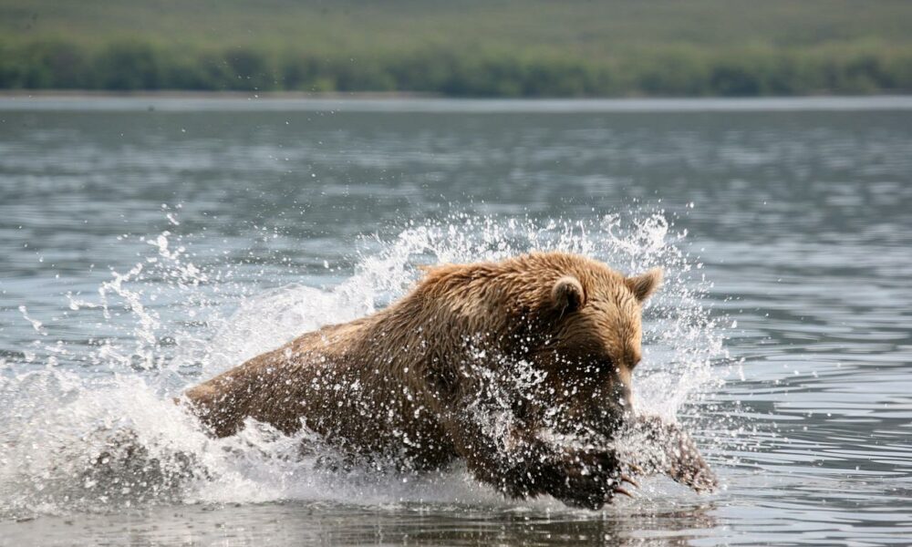 Brown bear 2514851 1280 1000x600.jpg