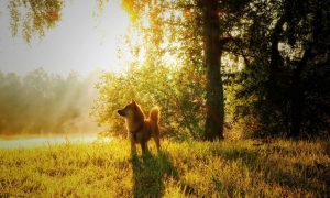 Domestic animal g08cd88393 1280 1000x600.jpg
