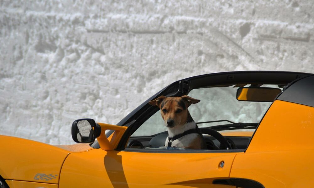 Pp 1 doge cover 1 1000x600.jpg