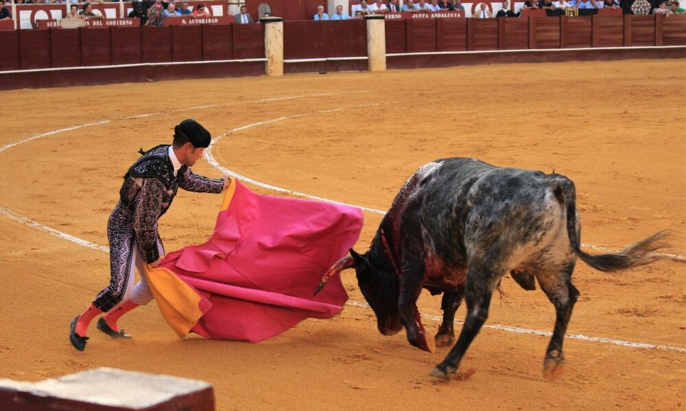 Bull fighting 3606156 1280 1 1000x600.jpg