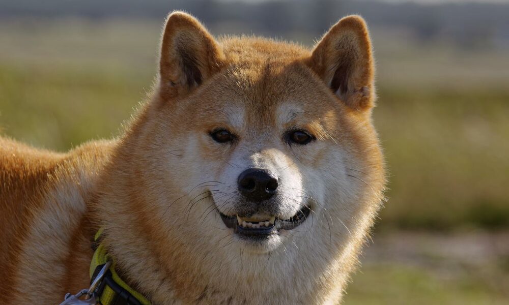 Dog breed gd57ab18b2 1280 1000x600.jpg