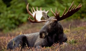 Mammal 386740 1280 1000x600.jpg