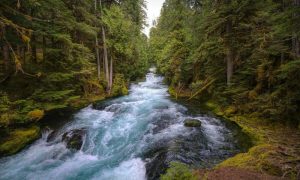Mckenzie river 5129717 1280 1000x600.jpg