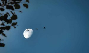Migratory birds g6fe636392 1280 1000x600.jpg