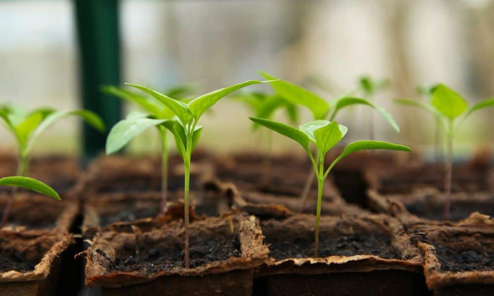 Seedling ge94fc665e 1280 1000x600.jpg