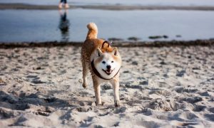 Shiba 4485983 1280 1000x600.jpg