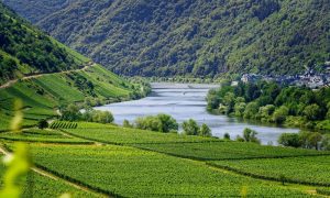 Vineyards 4336787 1280 1000x600.jpg