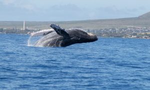 Whales 4858366 1280 1000x600.jpg