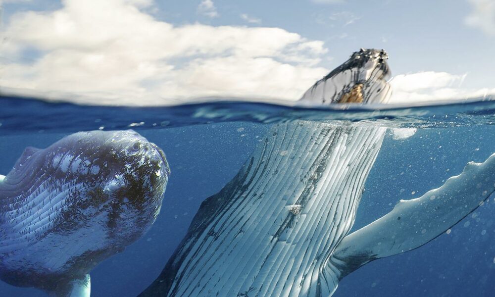 Whales 6262309 1280 1000x600.jpg