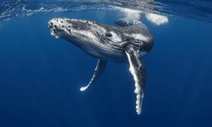 Btc featured copy 1000x600.png