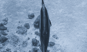 Shib wf 1000x600.png