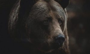 Andy holmes 7blhgofy o8 unsplash 1 1000x600.jpg