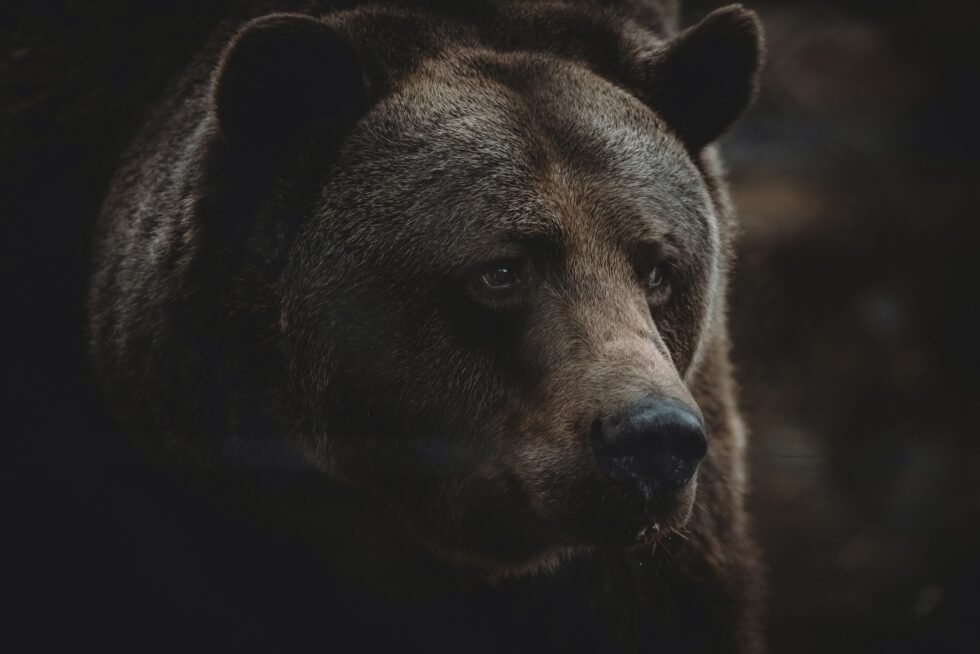 Andy holmes 7blhgofy o8 unsplash 980x654.jpg
