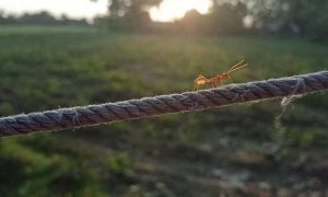 Ant walking on a rope 5890800 1280 1000x600.jpg