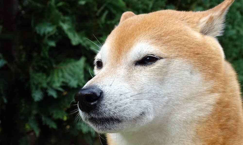 Dog g9b56aa3e9 1280 1000x600.jpg