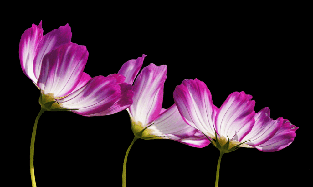 Flowers g4126fa9bc 1280 1000x600.png