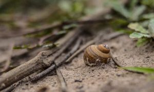 Shell 4684773 1280 1000x600.jpg