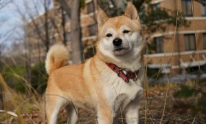 Shiba inu 7226742 1280 1000x600.jpg