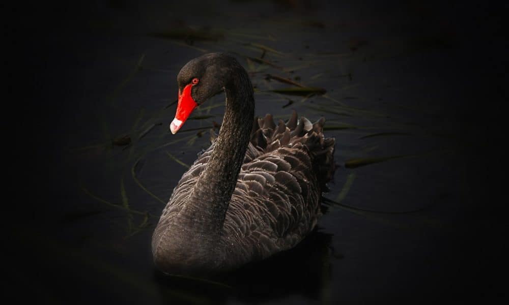 Swan 122983 1280 1000x600.jpg