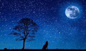 Wolf 647528 1280 1000x600.jpg
