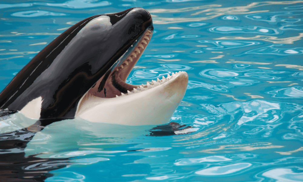 Doge whales 1000x600.png