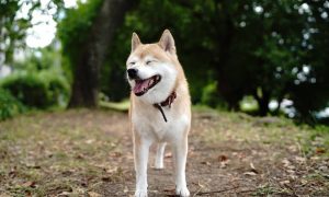 Pp 2 doge cover 1000x600.jpg