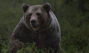Bear 4838870 1280 1000x600.jpg