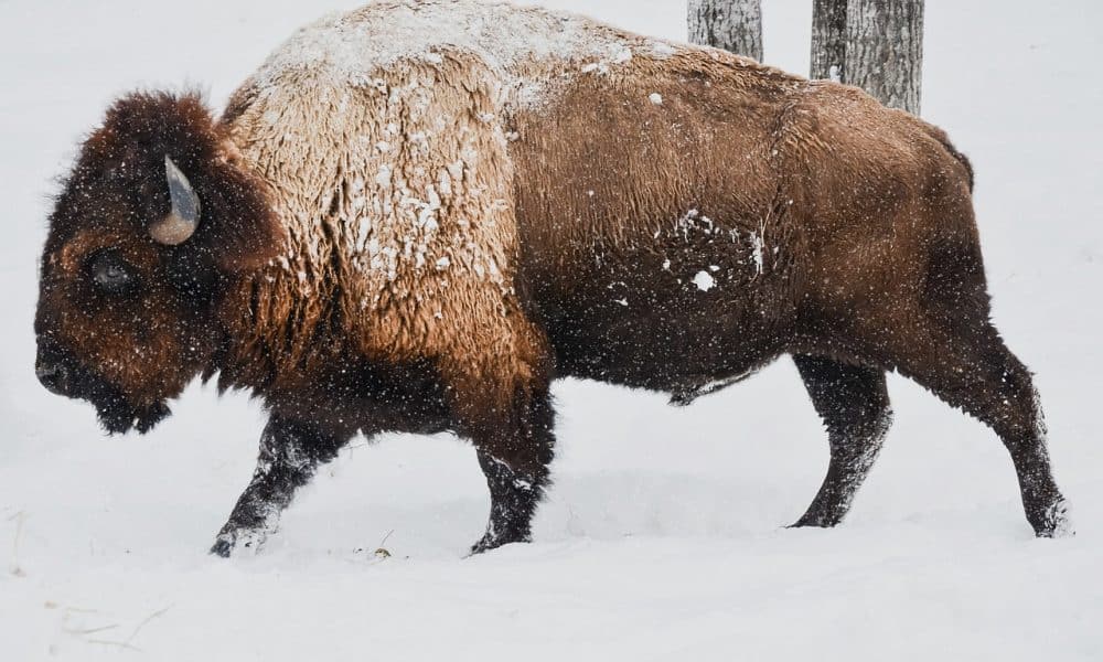 Bison 1114091 1280 1000x600.jpg