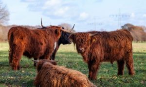 Bull 7436144 1280 1000x600.jpg