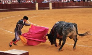 Bull fighting 3606156 1280 2 1000x600.jpg