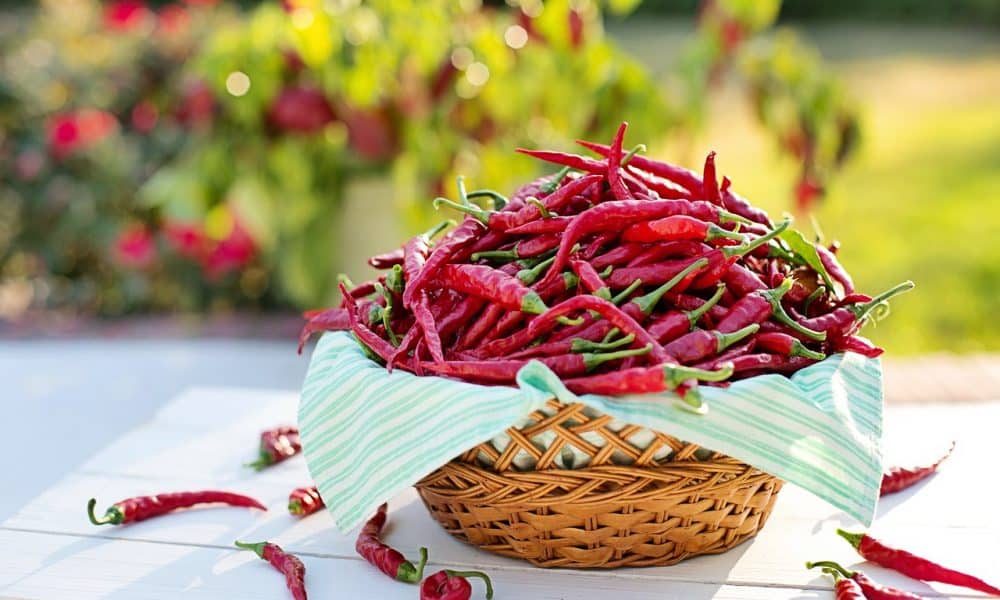 Cayenne peppers 2779828 1280 1000x600.jpg