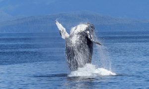 Humpback whale 431902 1280 1000x600.jpg