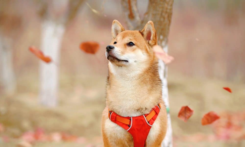 Jaycee xie ah9uskj8xtu unsplash 2 1000x600.jpg