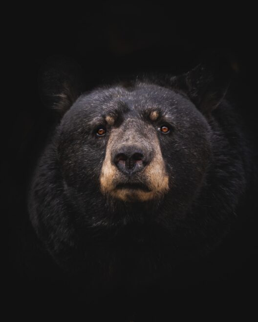 Marc olivier jodoin si2dz2dacgi unsplash 528x660.jpg