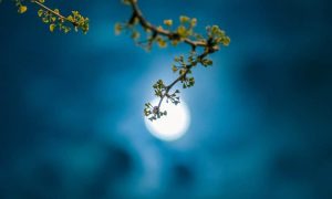 Moon 5382924 1280 1000x600.jpg