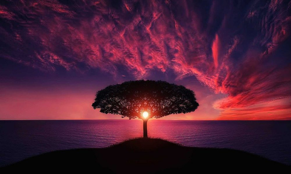 Tree 736885 1280 1000x600.jpg