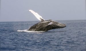 Whale 2678819 1280 1 1000x600.jpg