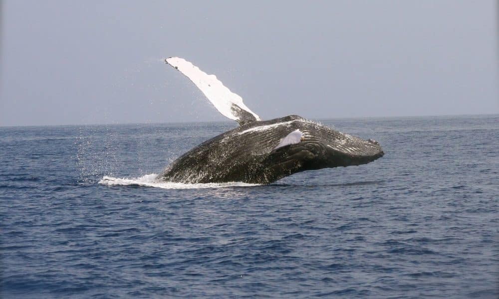 Whale 2678819 1280 1 1000x600.jpg