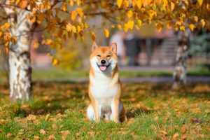 Analista prevê alta maciça para o dogecoin