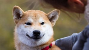 Previsão de preço para a shiba inu até o final de 2022