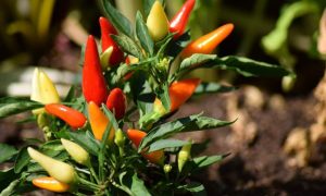 Chili pepper 1783761 1280 1000x600.jpg
