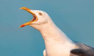 Peter f wolf xfkp sies7w unsplash 1000x600.jpg