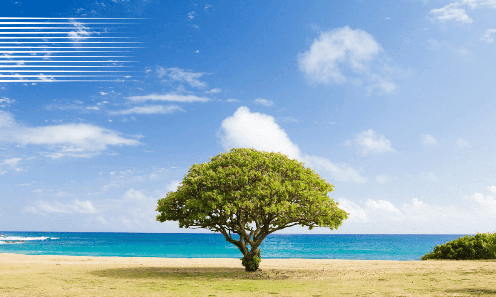 Po 88 1000x600.png