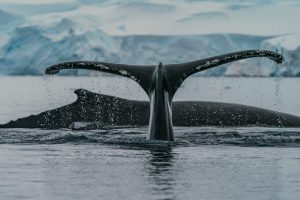 Rod long guyyvprnuhy unsplash 980x653.jpg