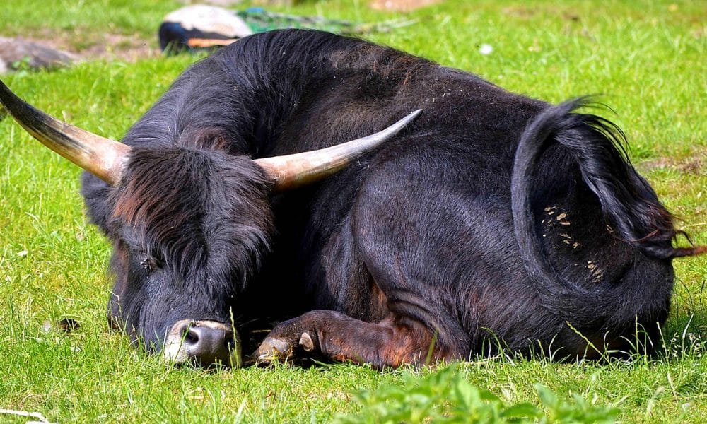 Young bull 2543810 1280 1000x600.jpg
