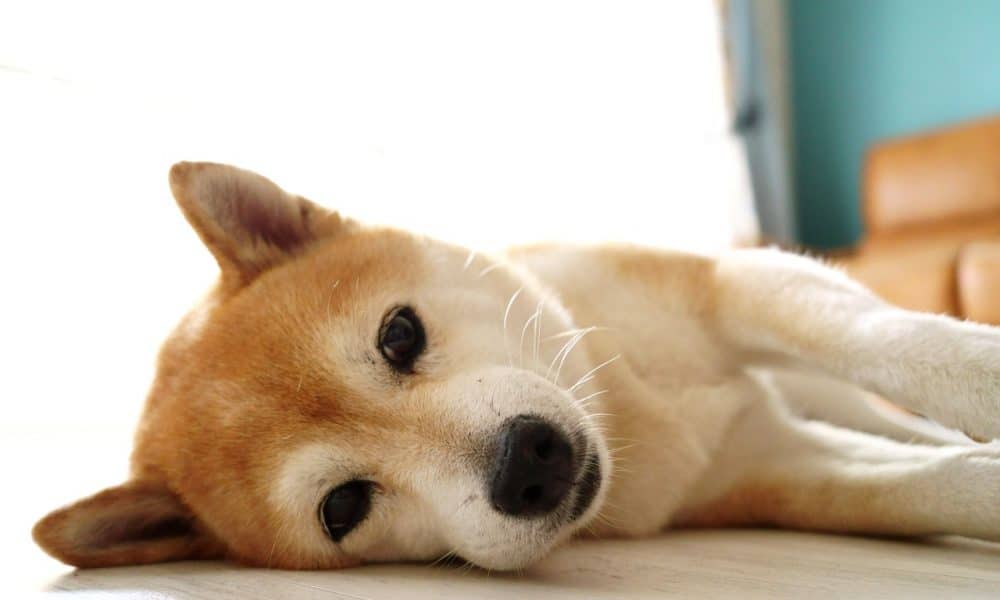 Pp 1 doge cover 1 1000x600.jpg