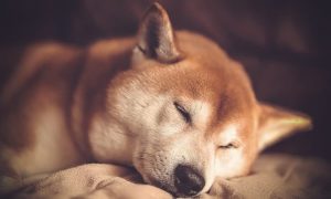 Pp 1 shib cover 1000x600.jpg