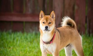 Shib 1000x600.jpg