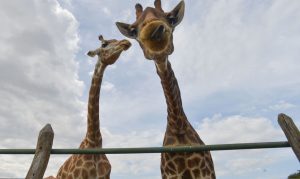 Abr060513dsc 8379girafas.jpg